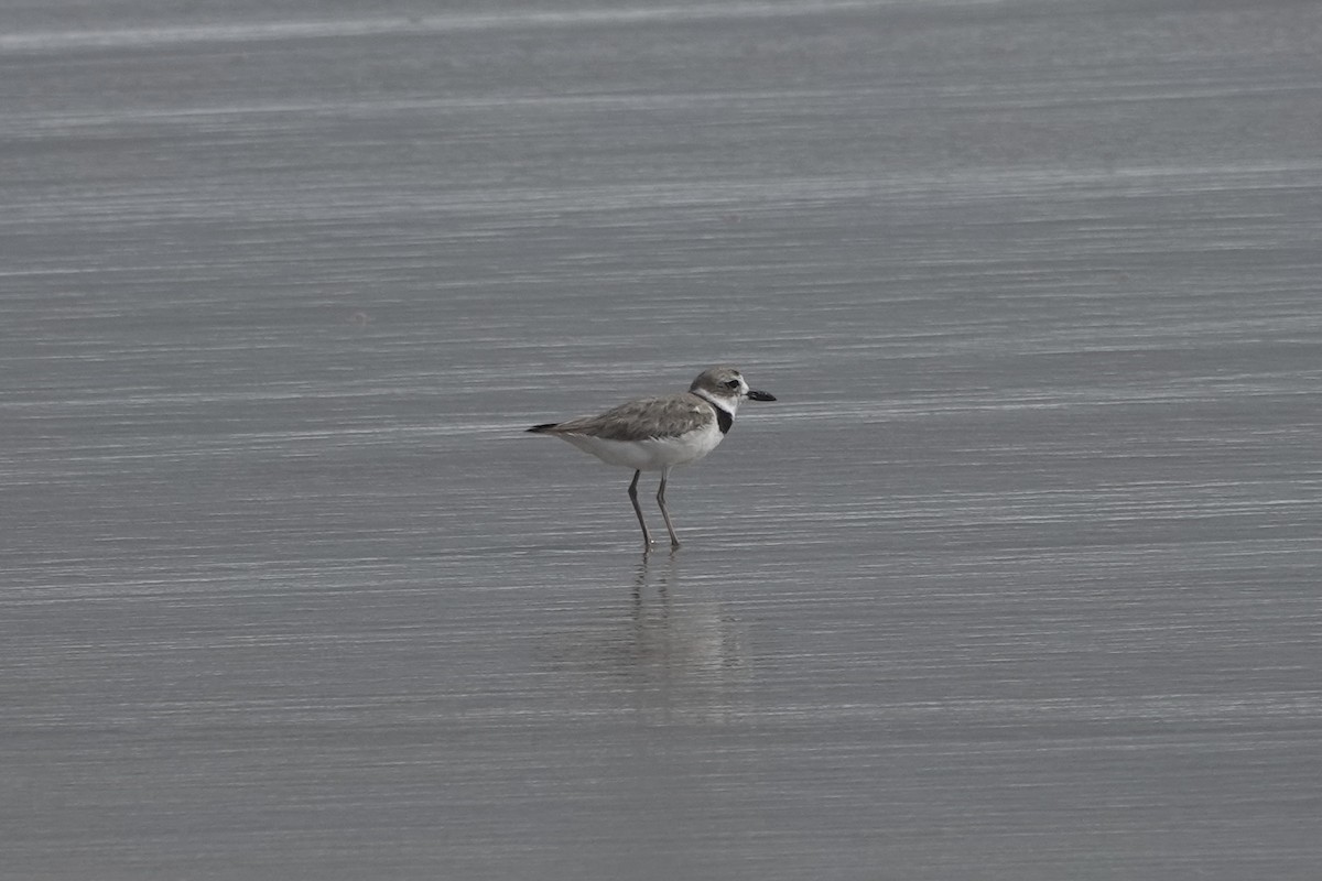 Wilson's Plover - ML620764198