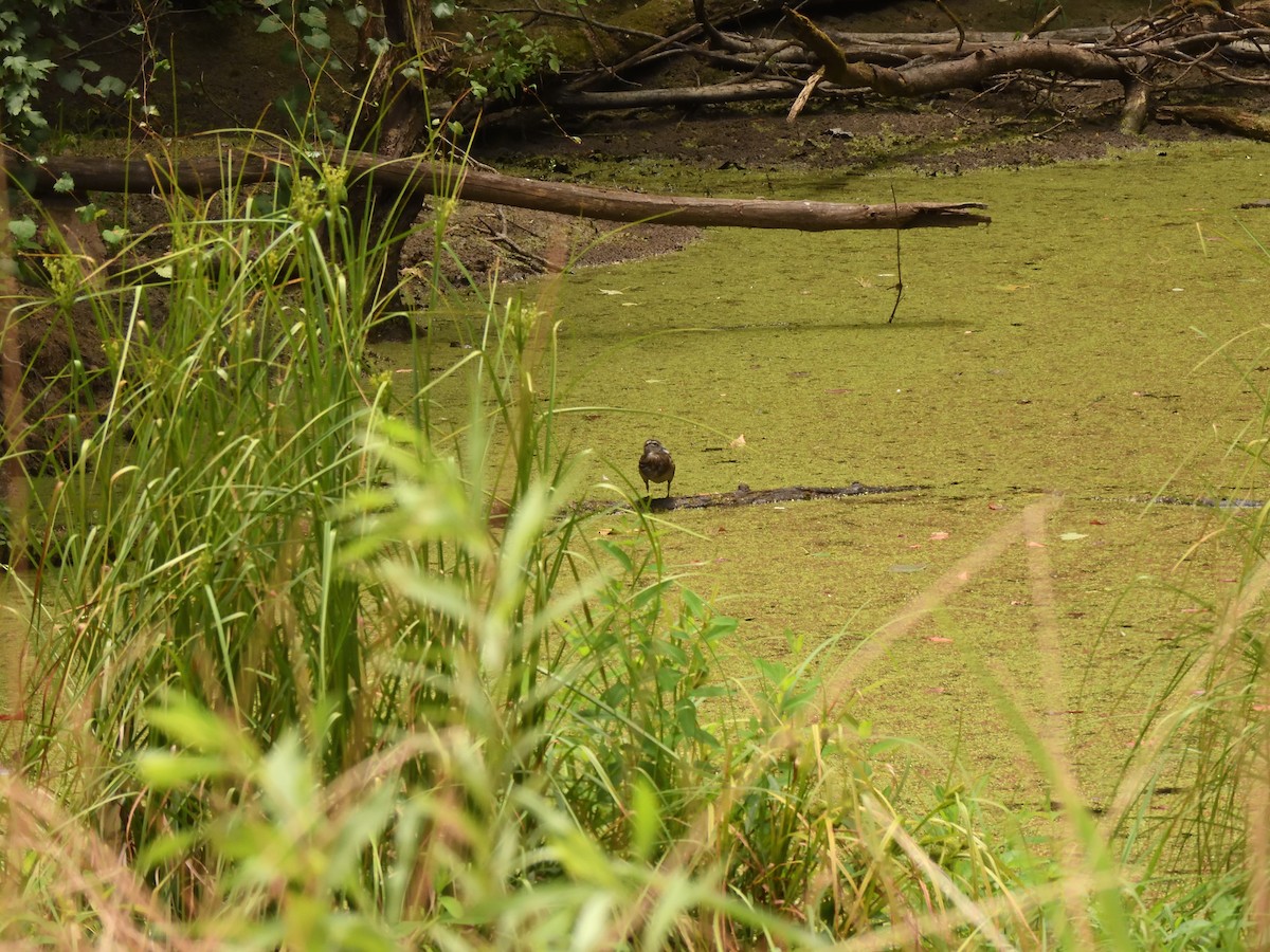 Wood Duck - ML620764199