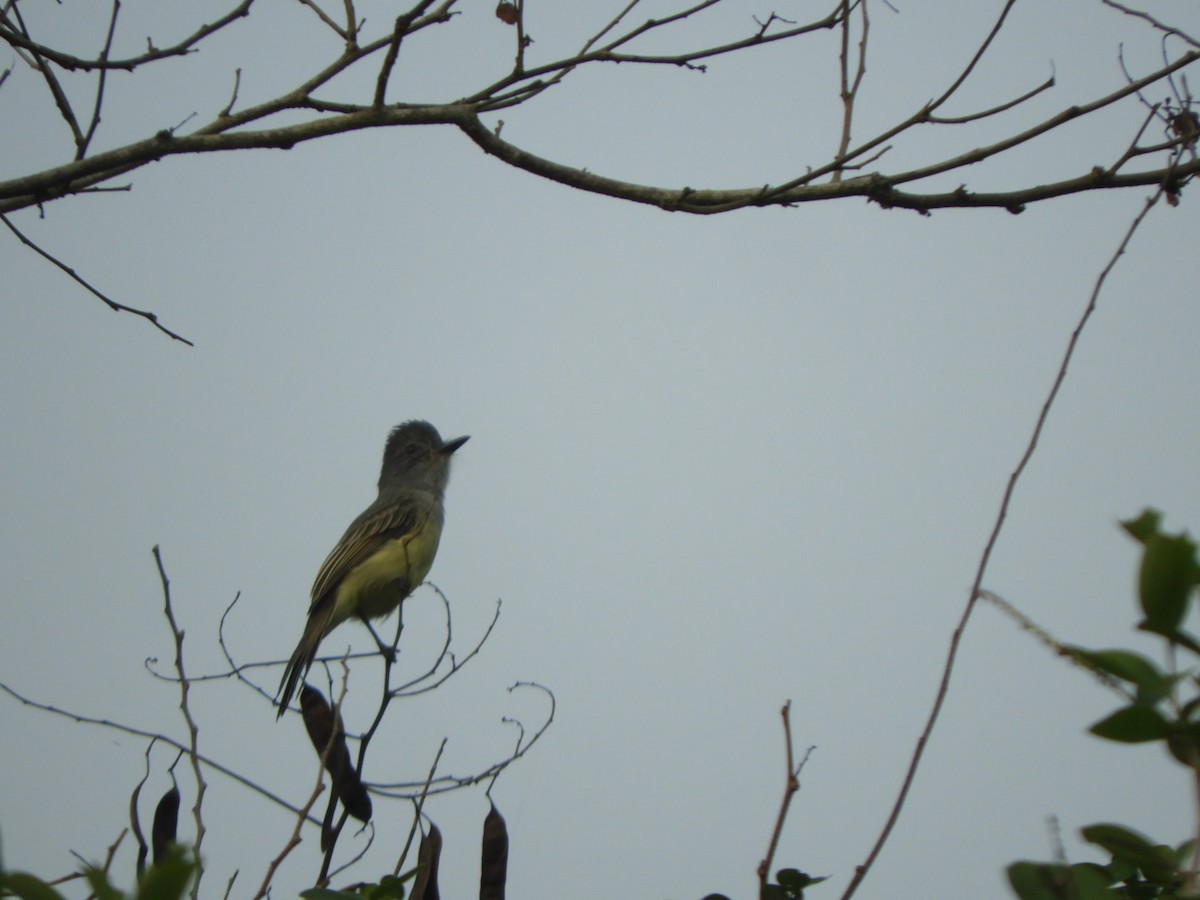 Dusky-capped Flycatcher - ML620764201