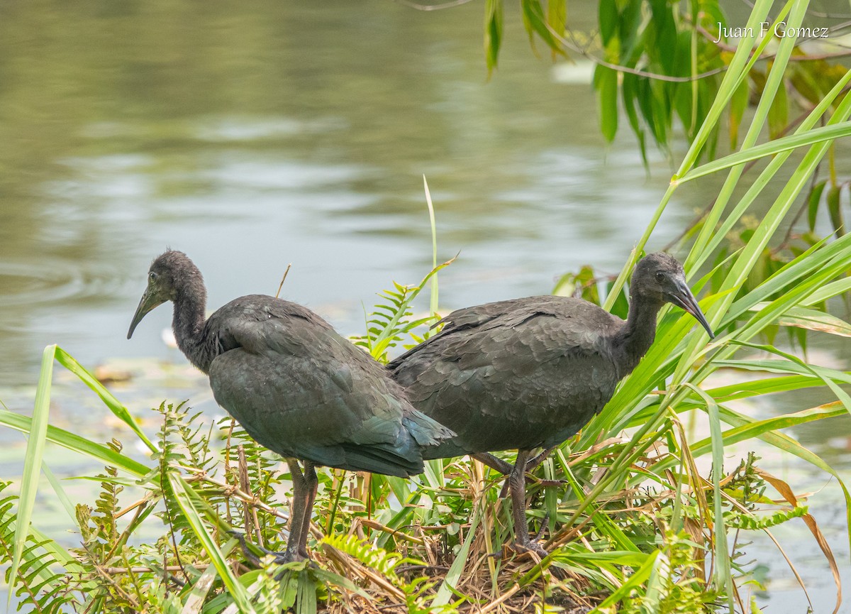 Ibis à face nue - ML620764202