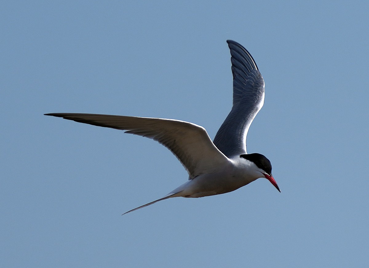 makrellterne (hirundo/tibetana) - ML620764203