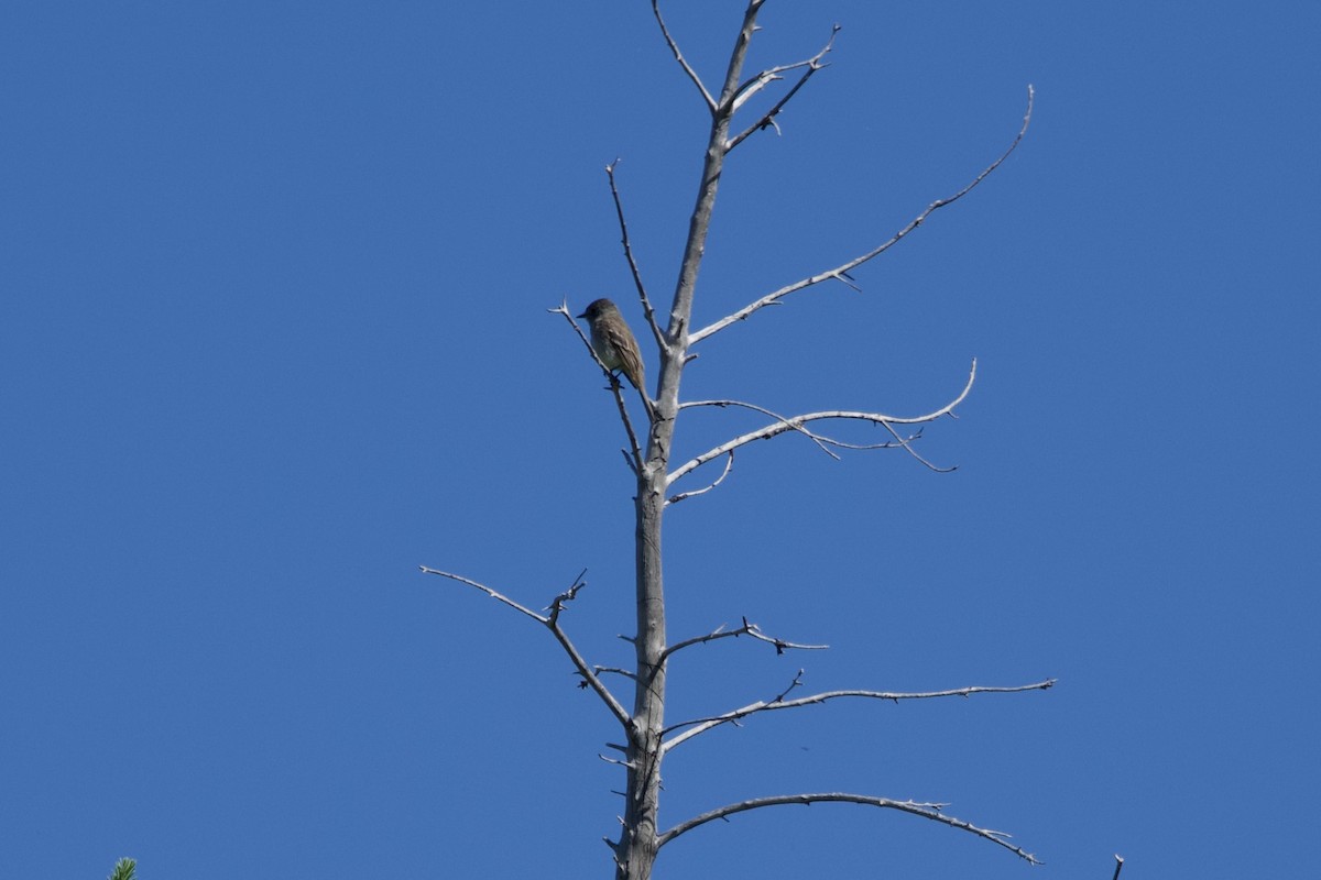 Dusky Flycatcher - ML620764211