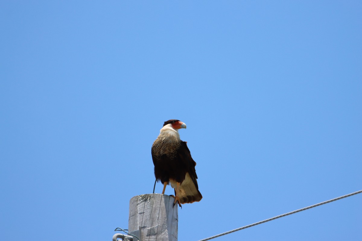 Caracara huppé - ML620764213