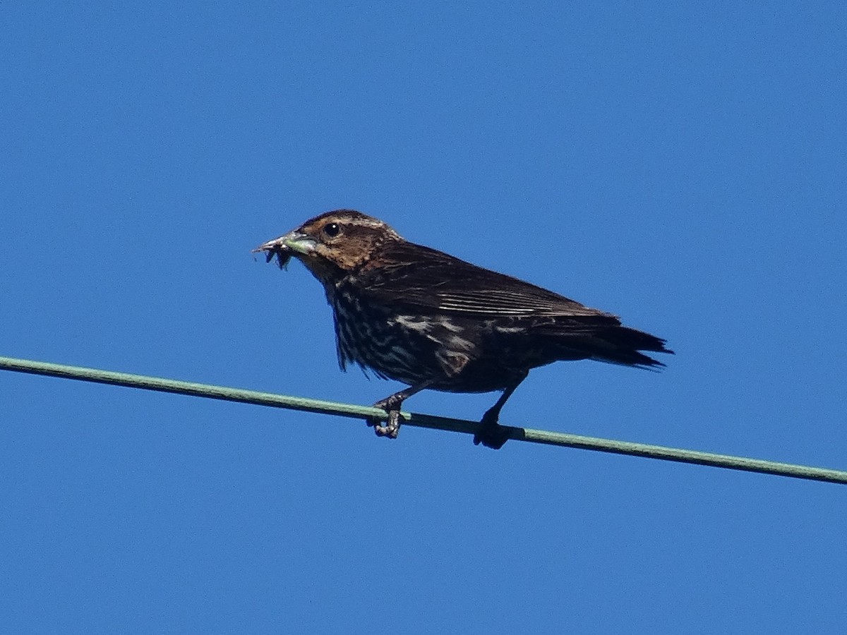 rødvingetrupial (phoeniceus gr.) - ML620764217