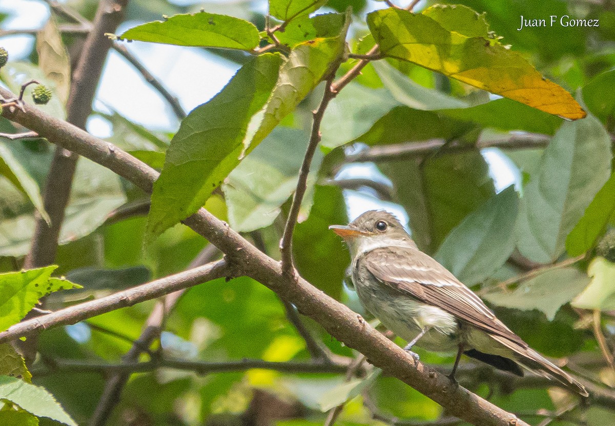 Northern Tropical Pewee - ML620764219