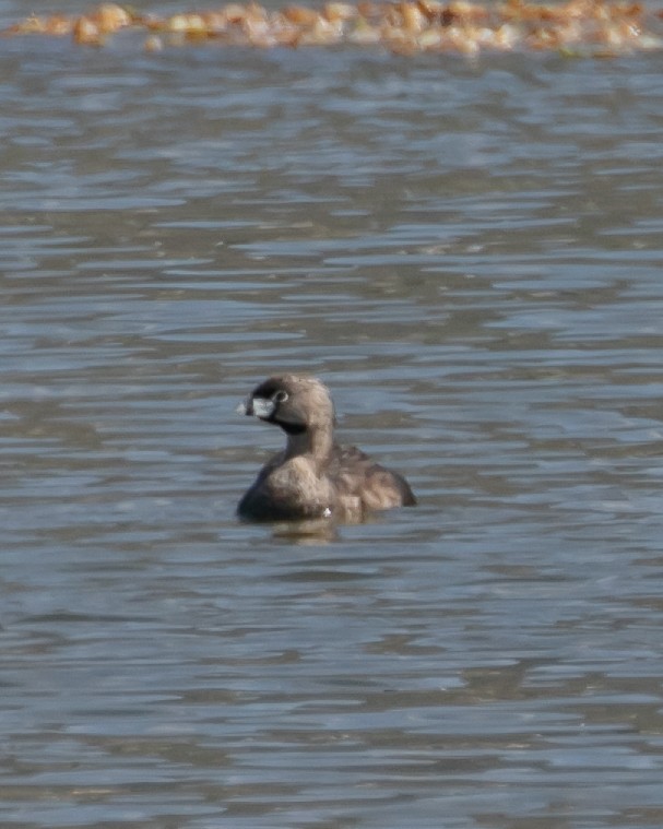 Pied-billed Grebe - ML620764220