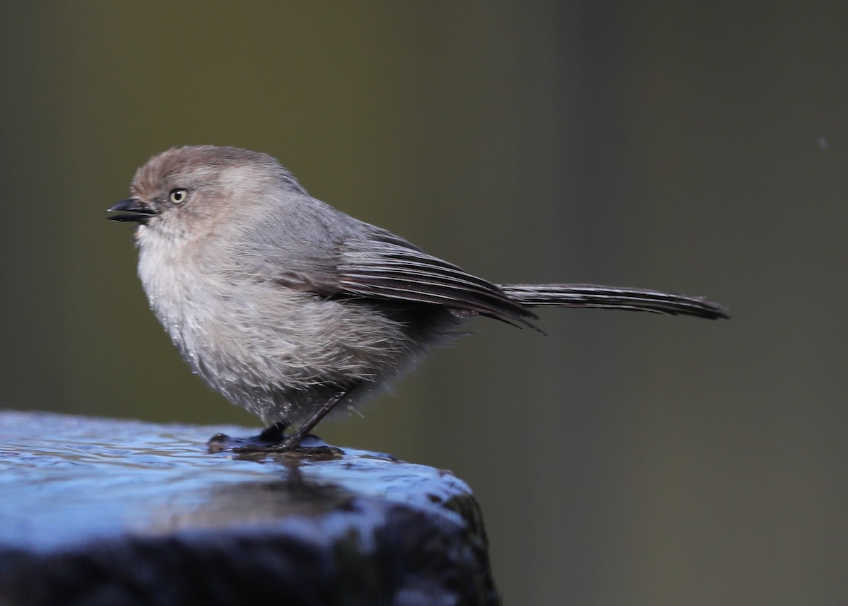 Bushtit - ML620764221