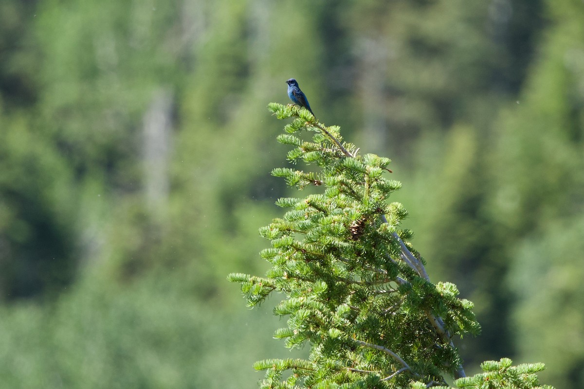 Indigo Bunting - ML620764222