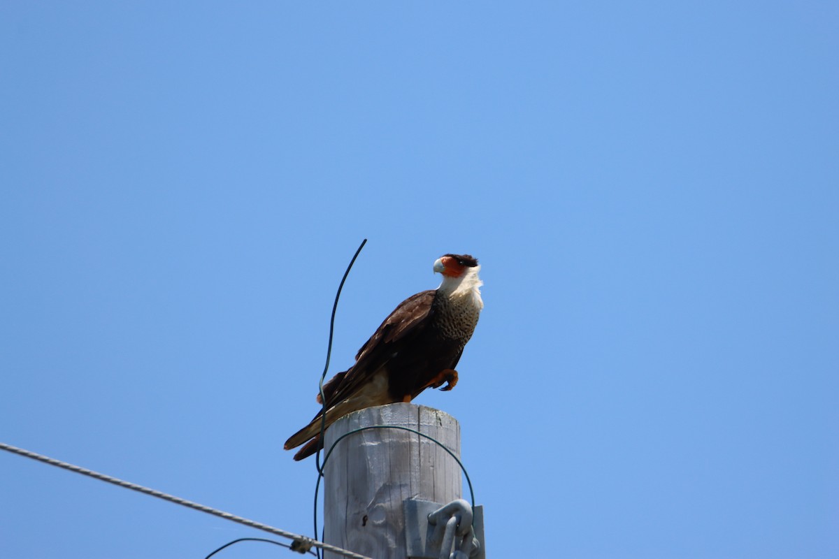 Crested Caracara - ML620764223