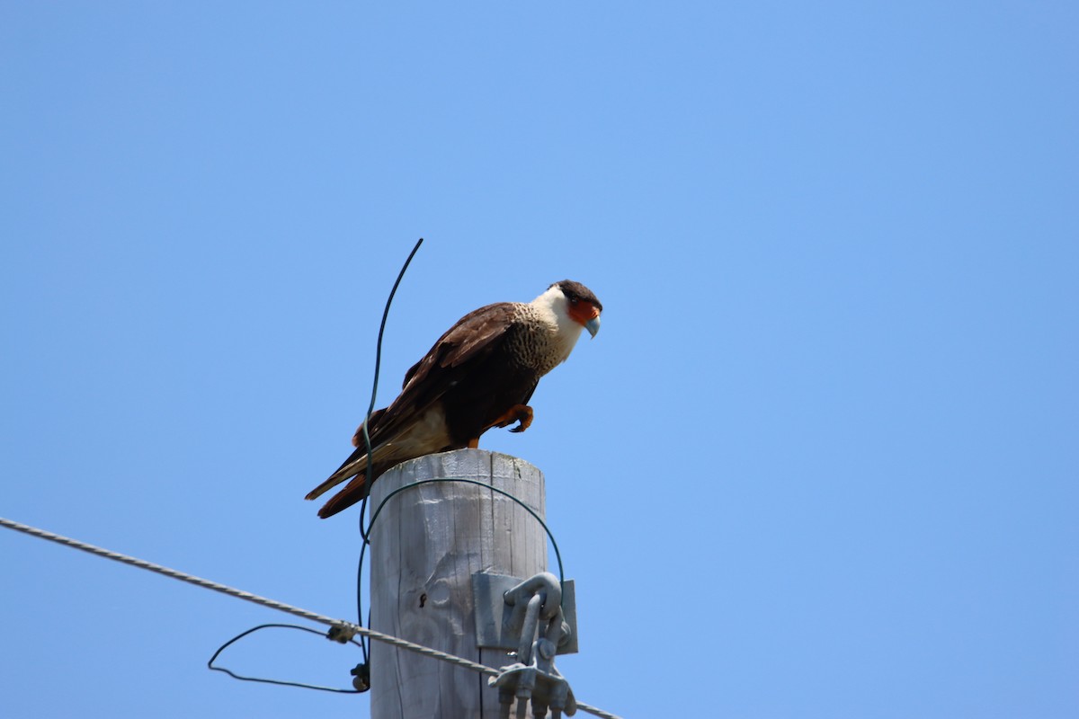 Crested Caracara - ML620764224