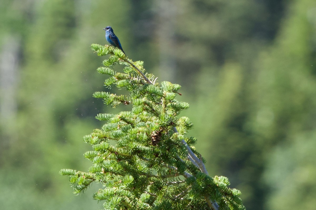 Indigo Bunting - ML620764225