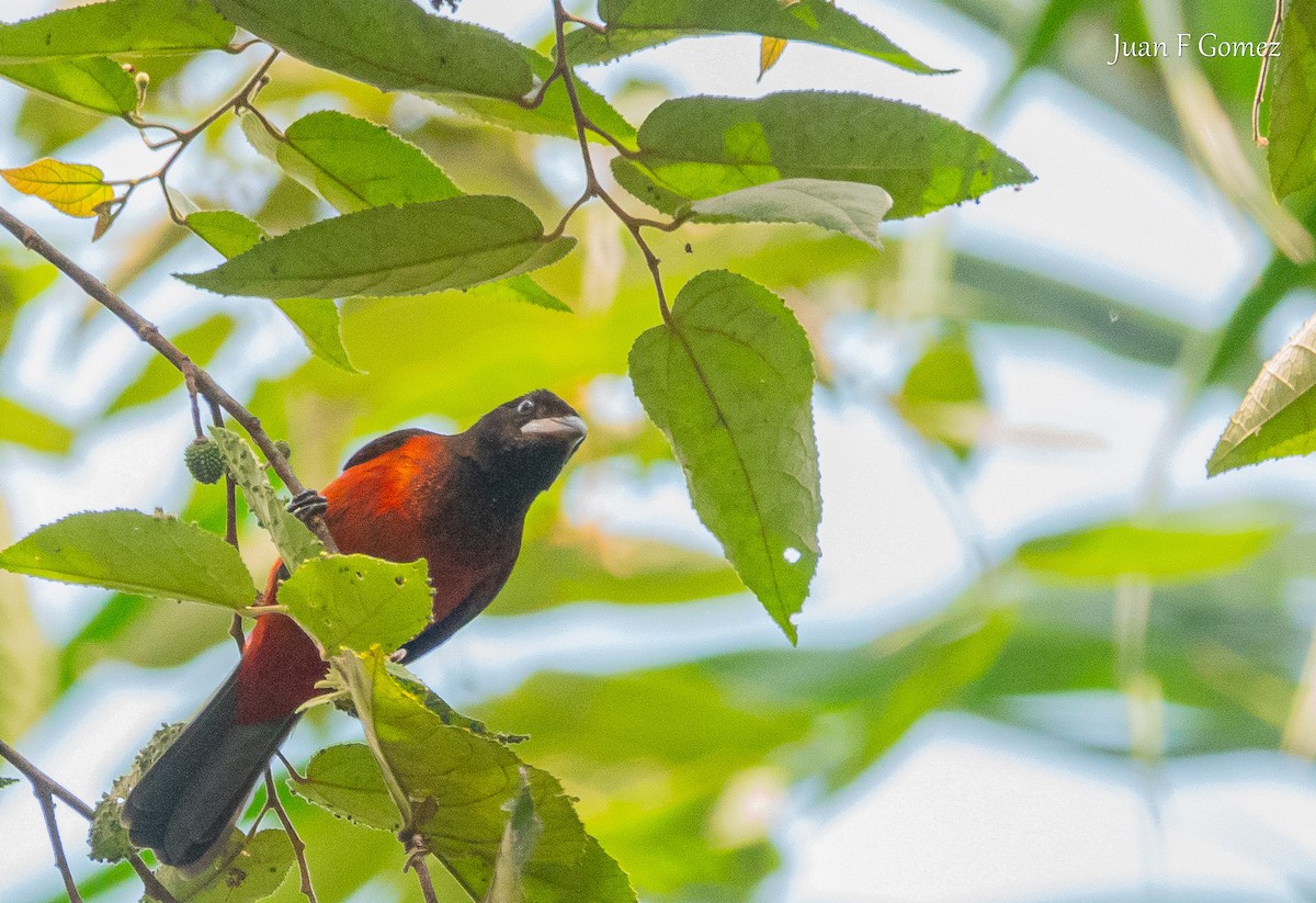 Crimson-backed Tanager - ML620764226