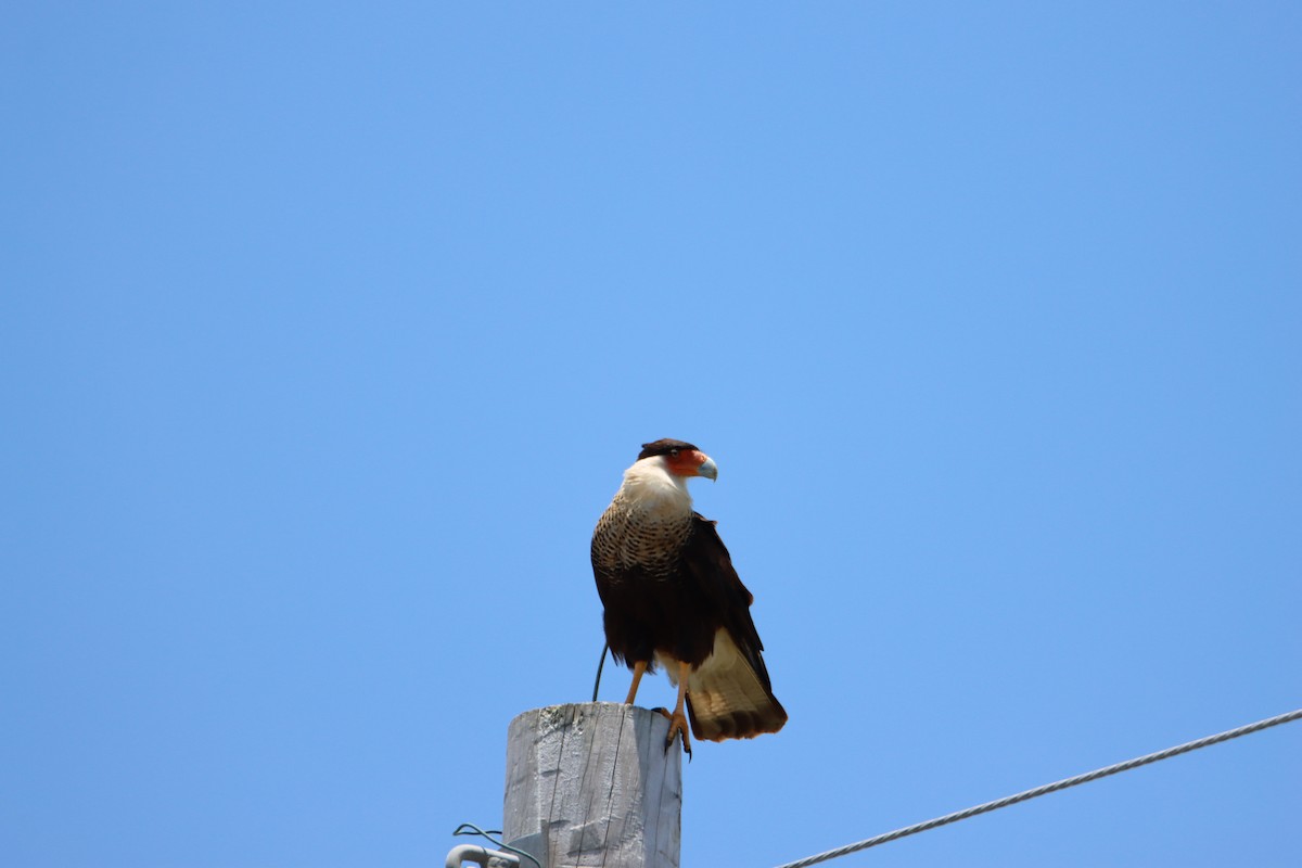 Crested Caracara - ML620764227