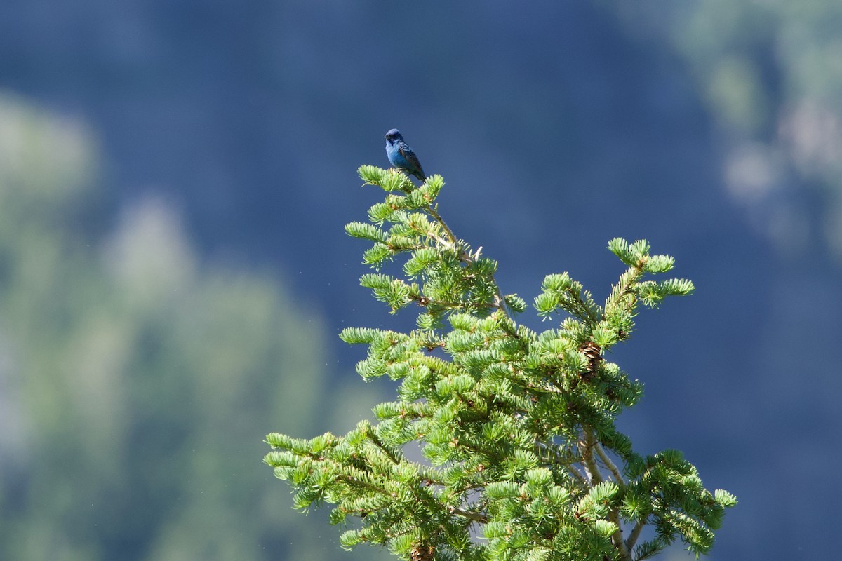 Indigo Bunting - ML620764228