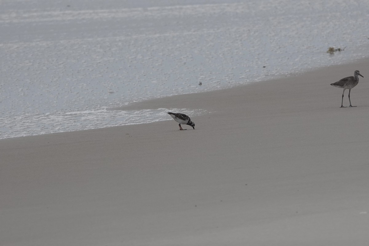 Ruddy Turnstone - ML620764229