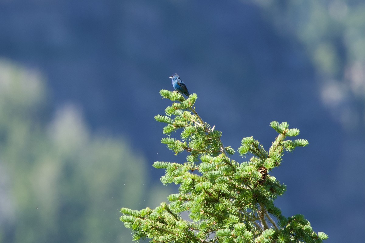 Indigo Bunting - ML620764235