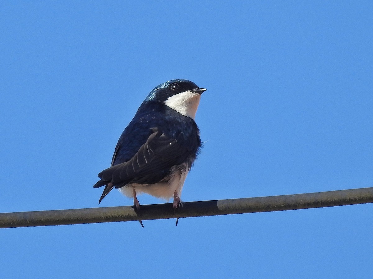 Blue-and-white Swallow - ML620764237