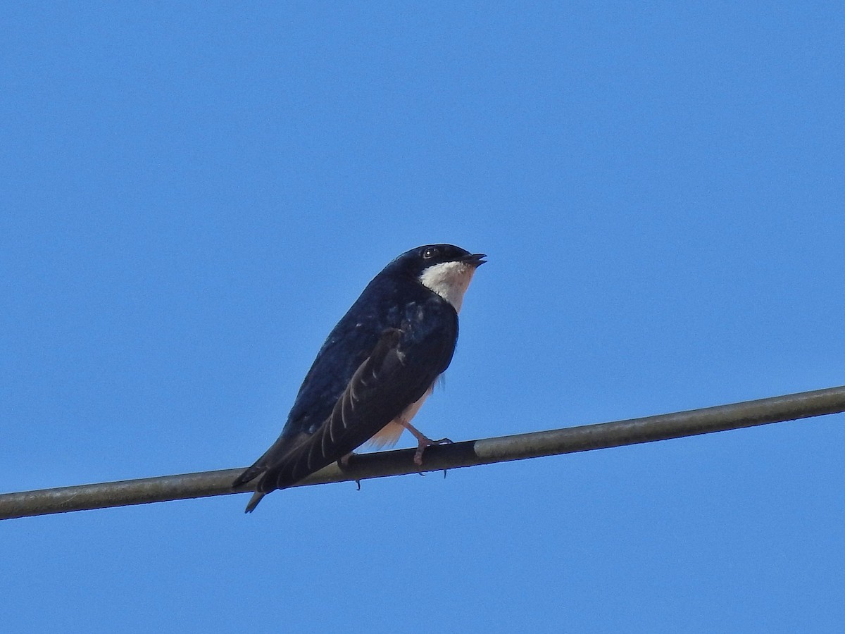 Golondrina Barranquera - ML620764239