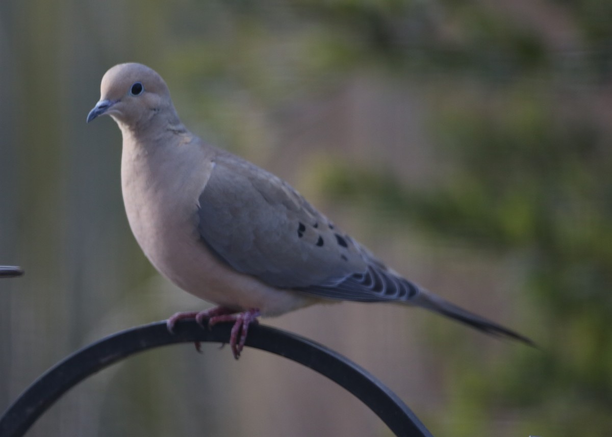 Mourning Dove - ML620764241