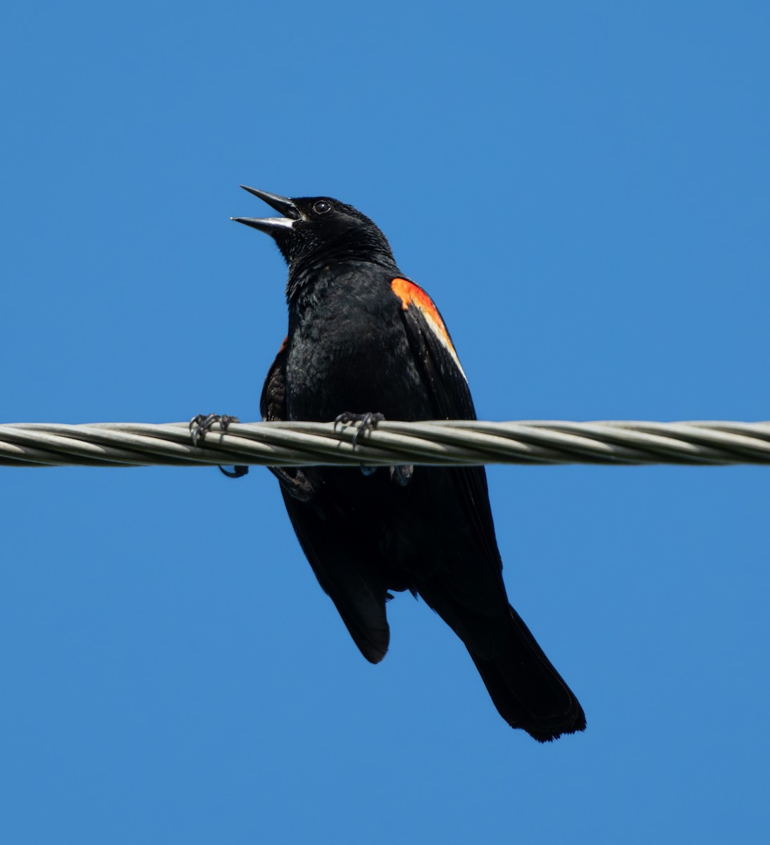 Red-winged Blackbird - ML620764242