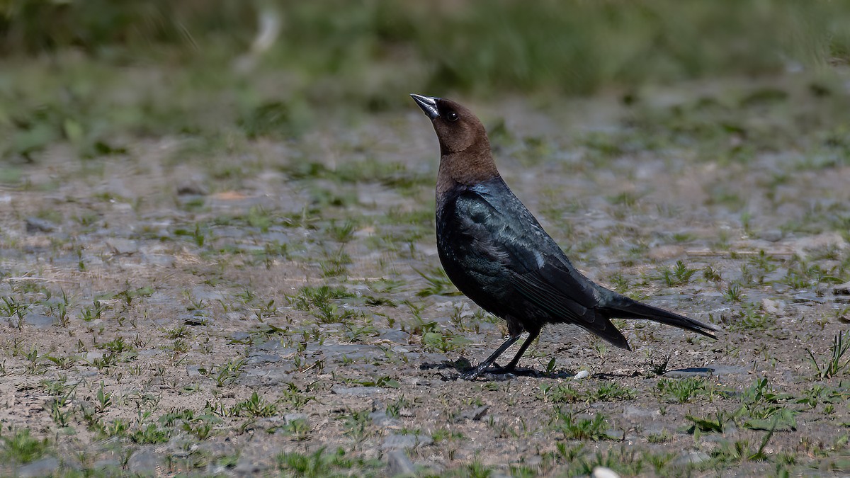 Brown-headed Cowbird - ML620764243