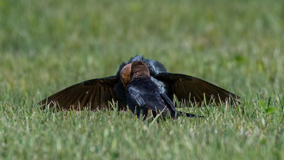 Brown-headed Cowbird - ML620764244