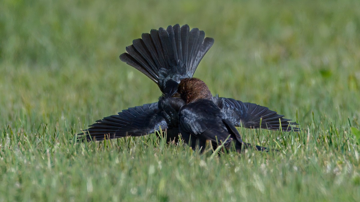 Brown-headed Cowbird - ML620764246