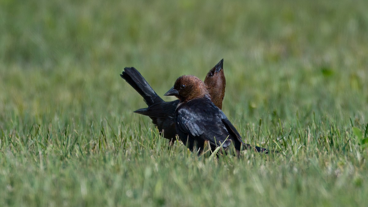 Brown-headed Cowbird - ML620764247