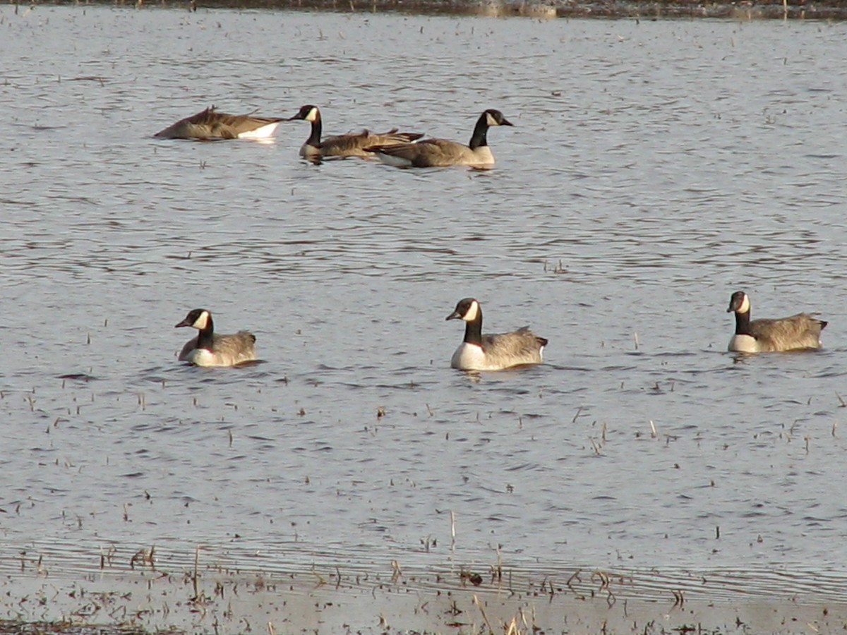 Cackling/Canada Goose - ML620764249