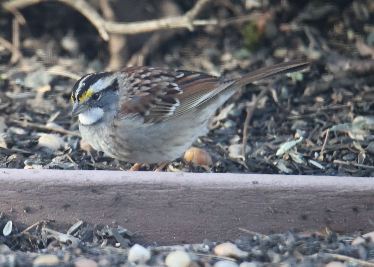 White-throated Sparrow - ML620764250