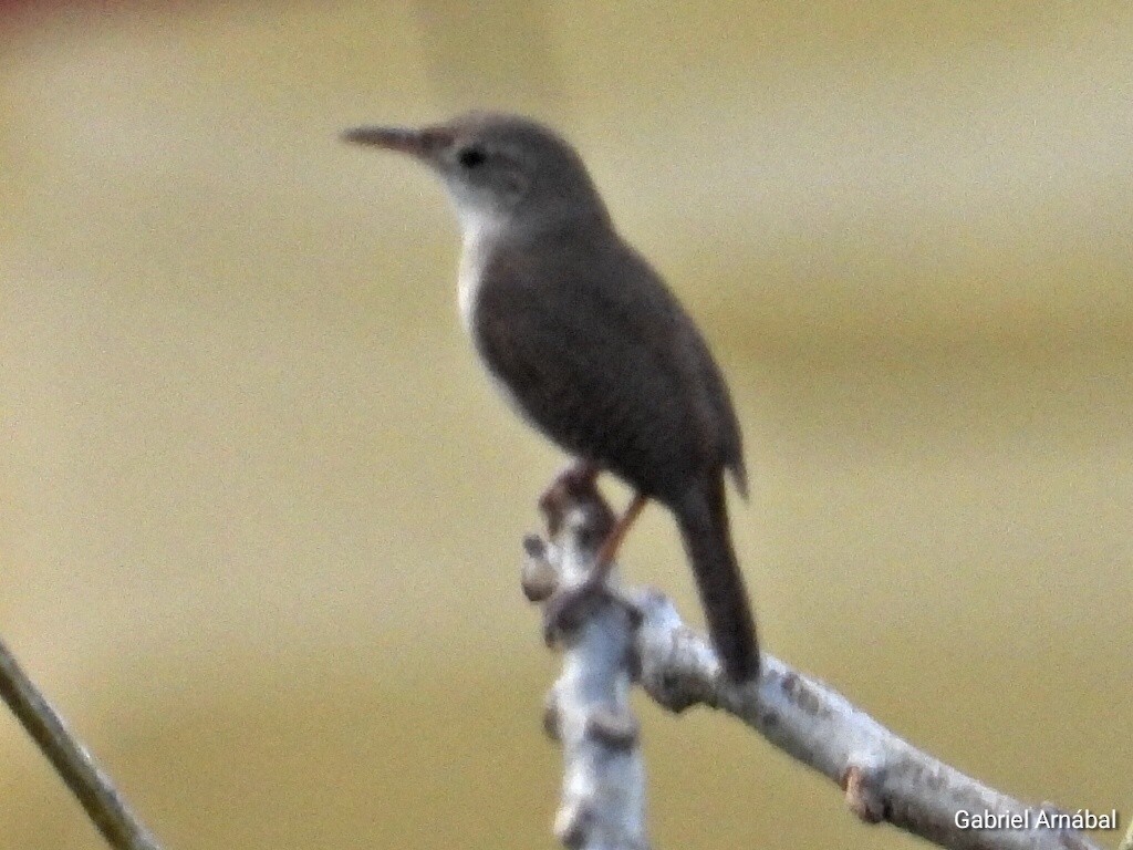 House Wren - ML620764253