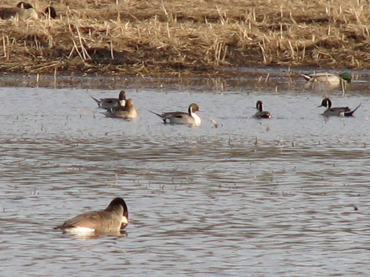 Northern Pintail - ML620764256