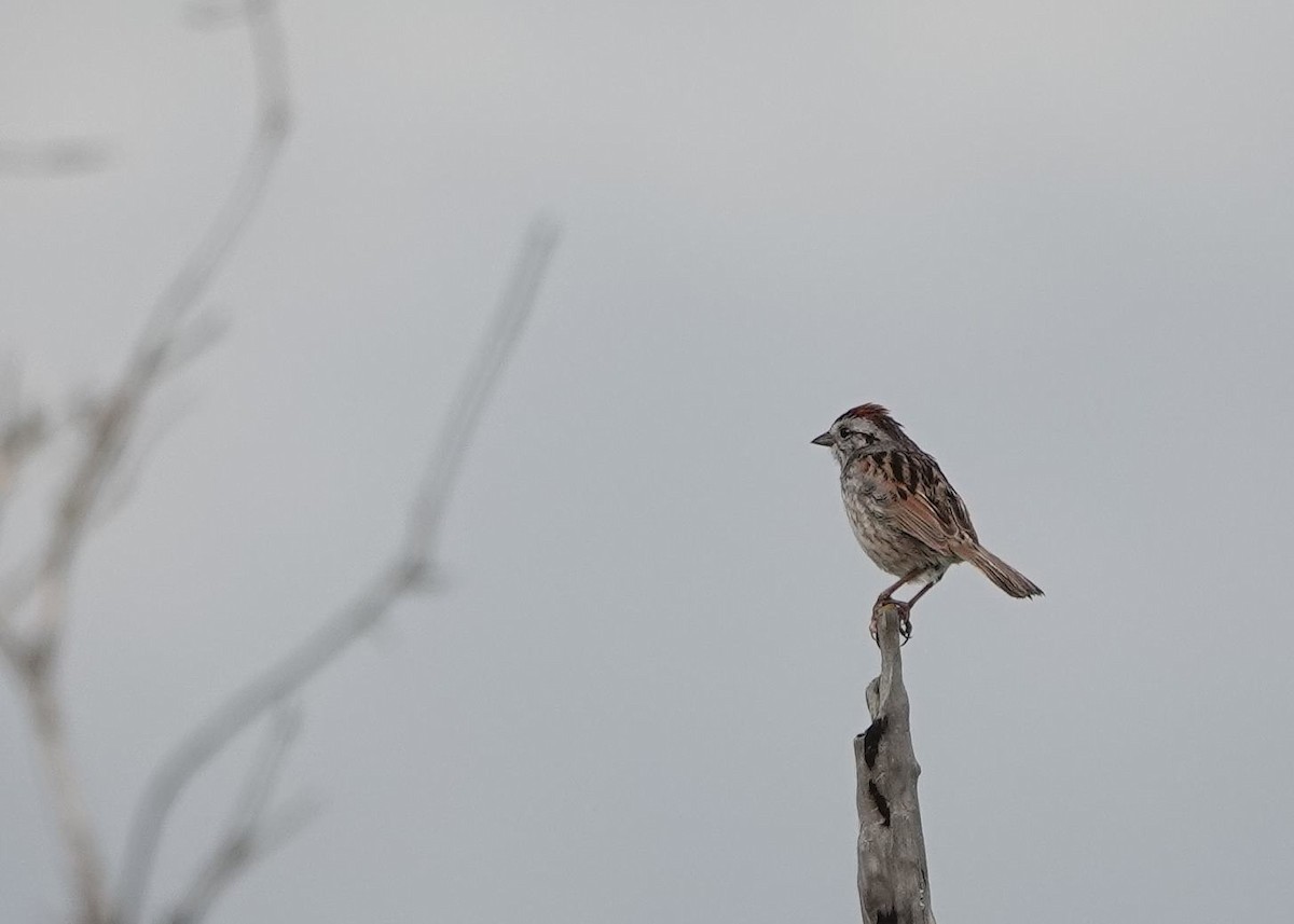 Swamp Sparrow - ML620764258