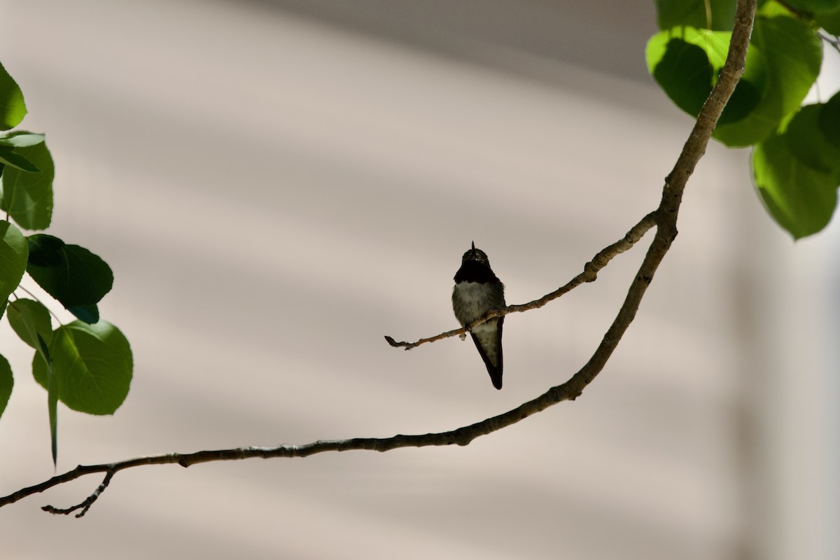 Broad-tailed Hummingbird - Deanna McLaughlin