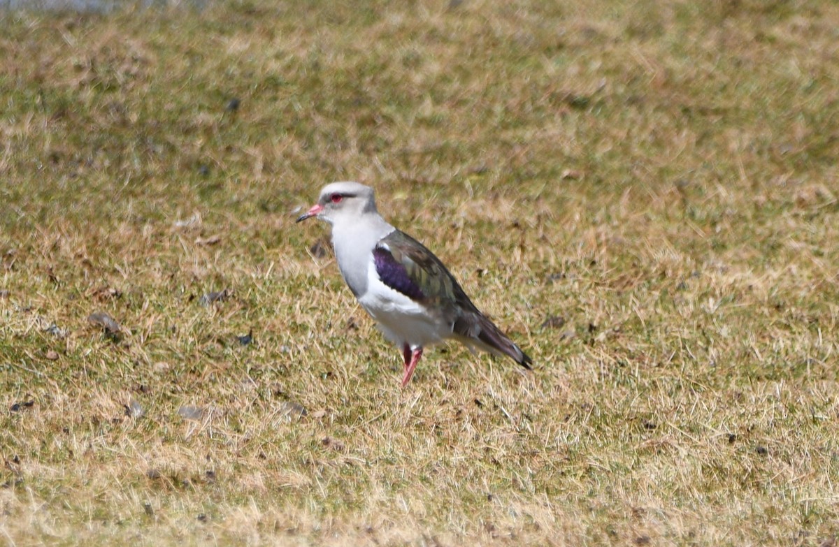 Andean Lapwing - ML620764260