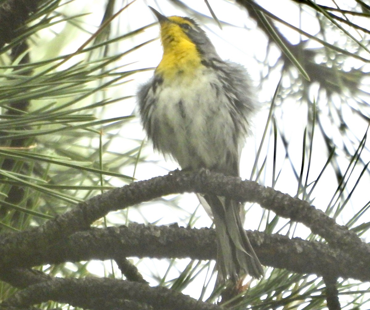 Grace's Warbler - ML620764261