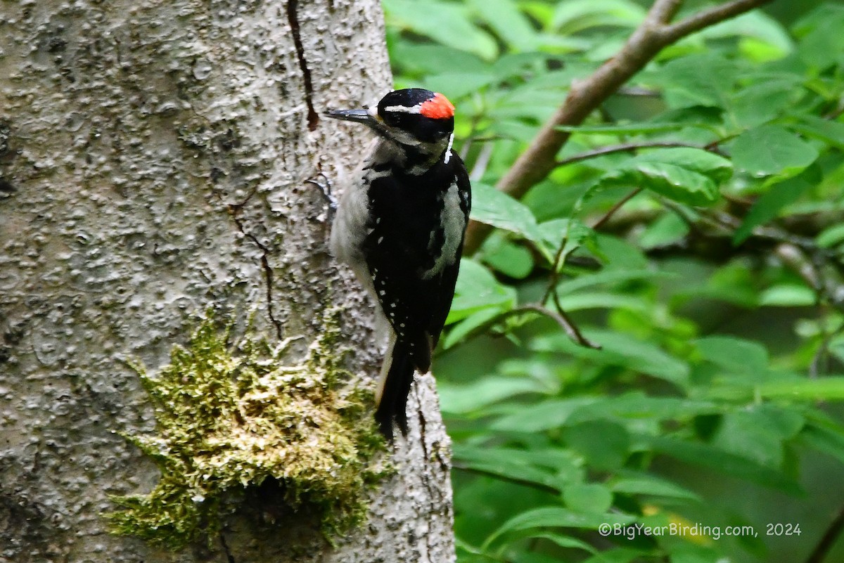 Hairy Woodpecker - ML620764263