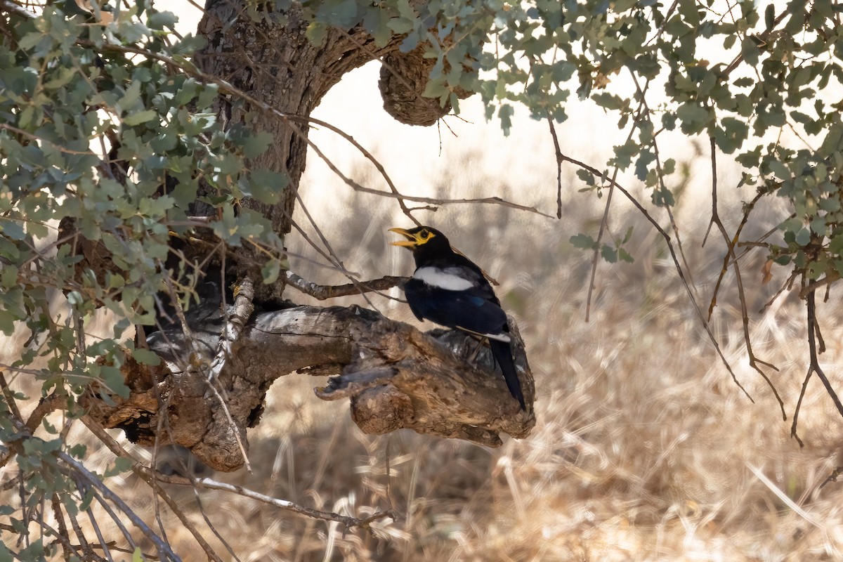 Yellow-billed Magpie - Kalpesh Krishna