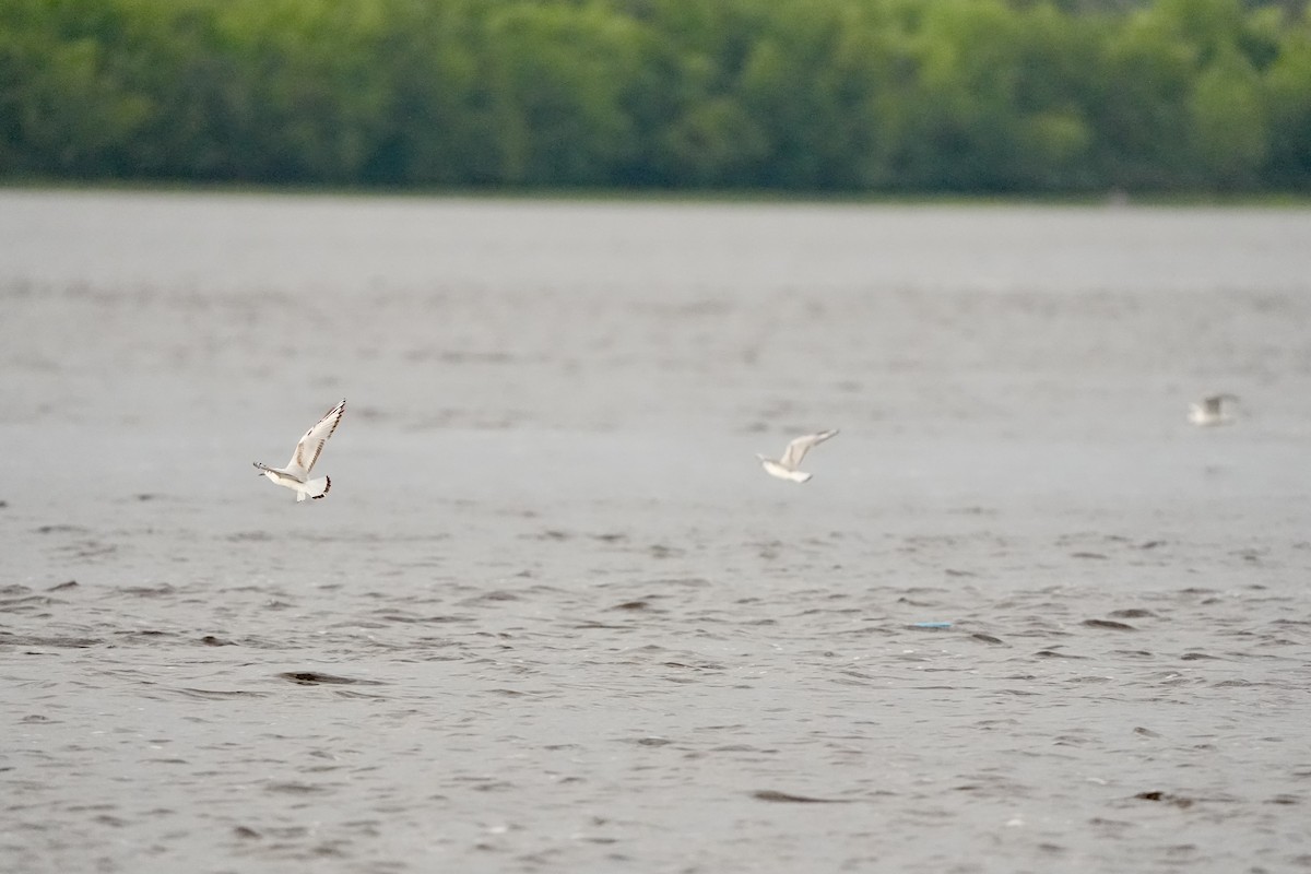 Bonaparte's Gull - ML620764271