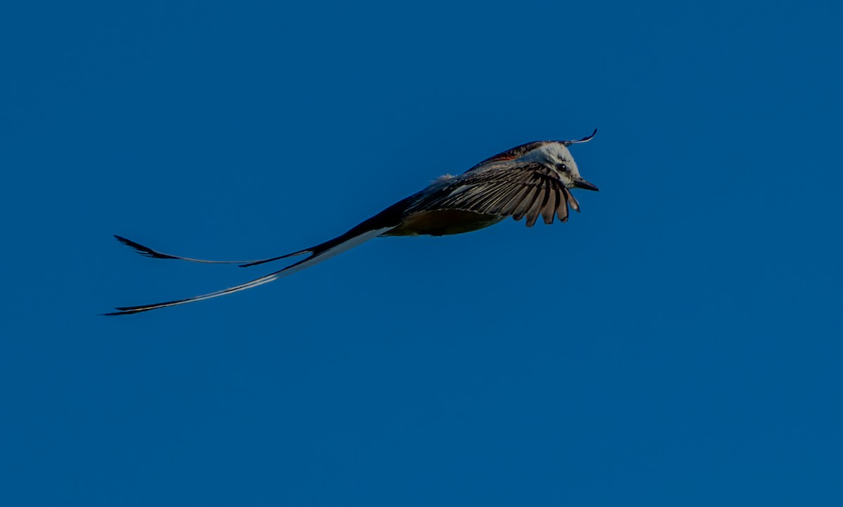 Scissor-tailed Flycatcher - ML620764273