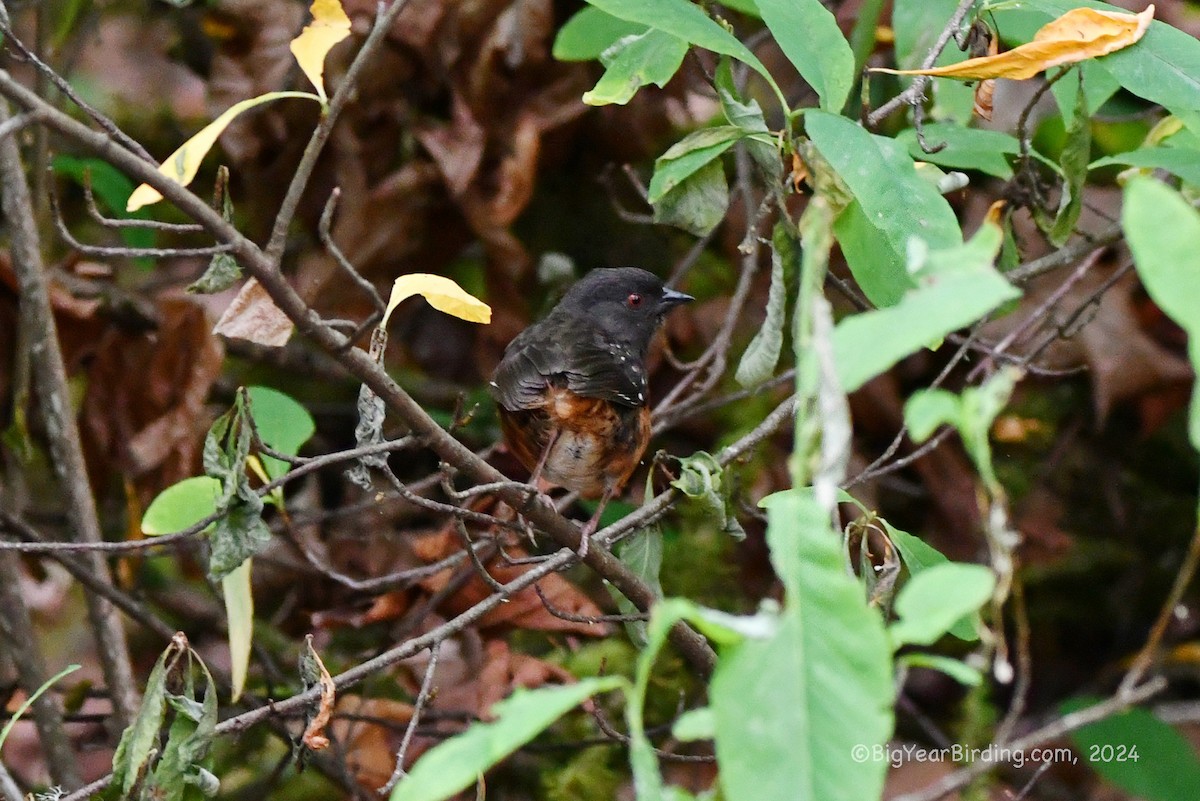 Spotted Towhee - ML620764275