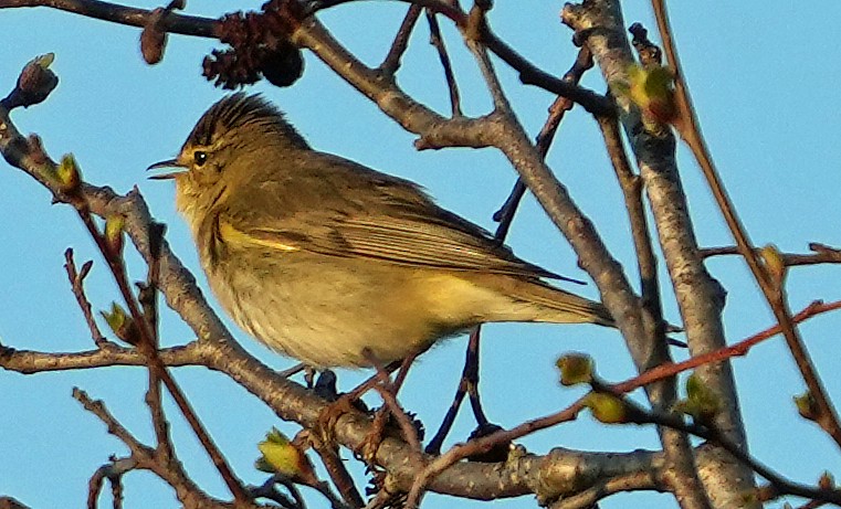 Willow Warbler - ML620764276