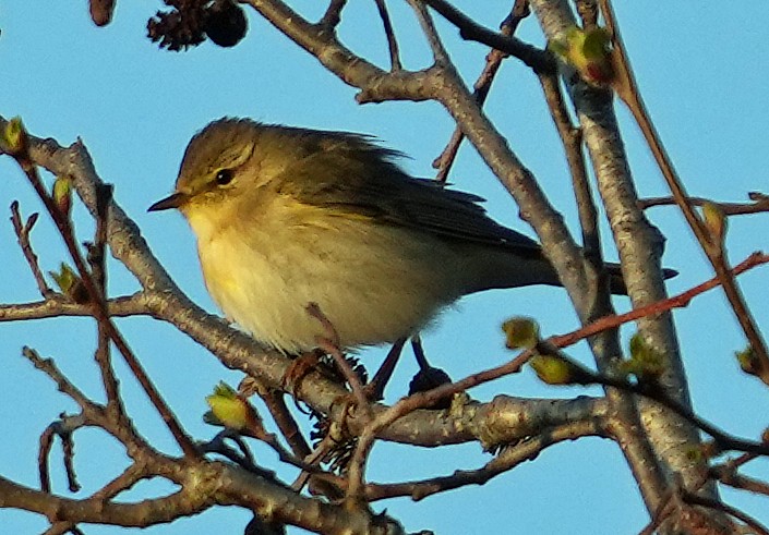 Willow Warbler - ML620764277