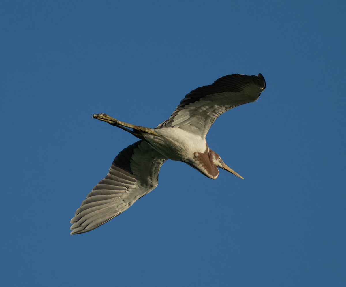 Tricolored Heron - A Birder