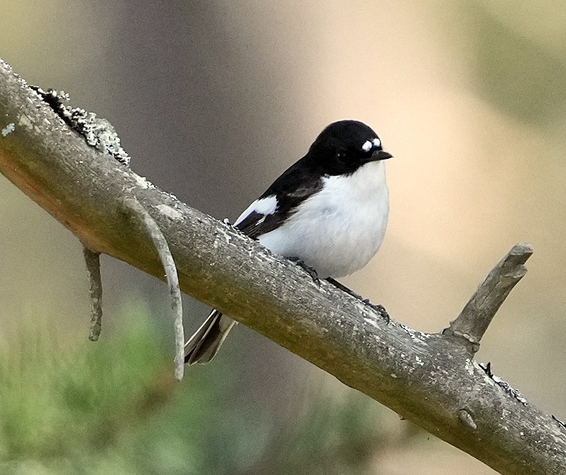 European Pied Flycatcher - ML620764290