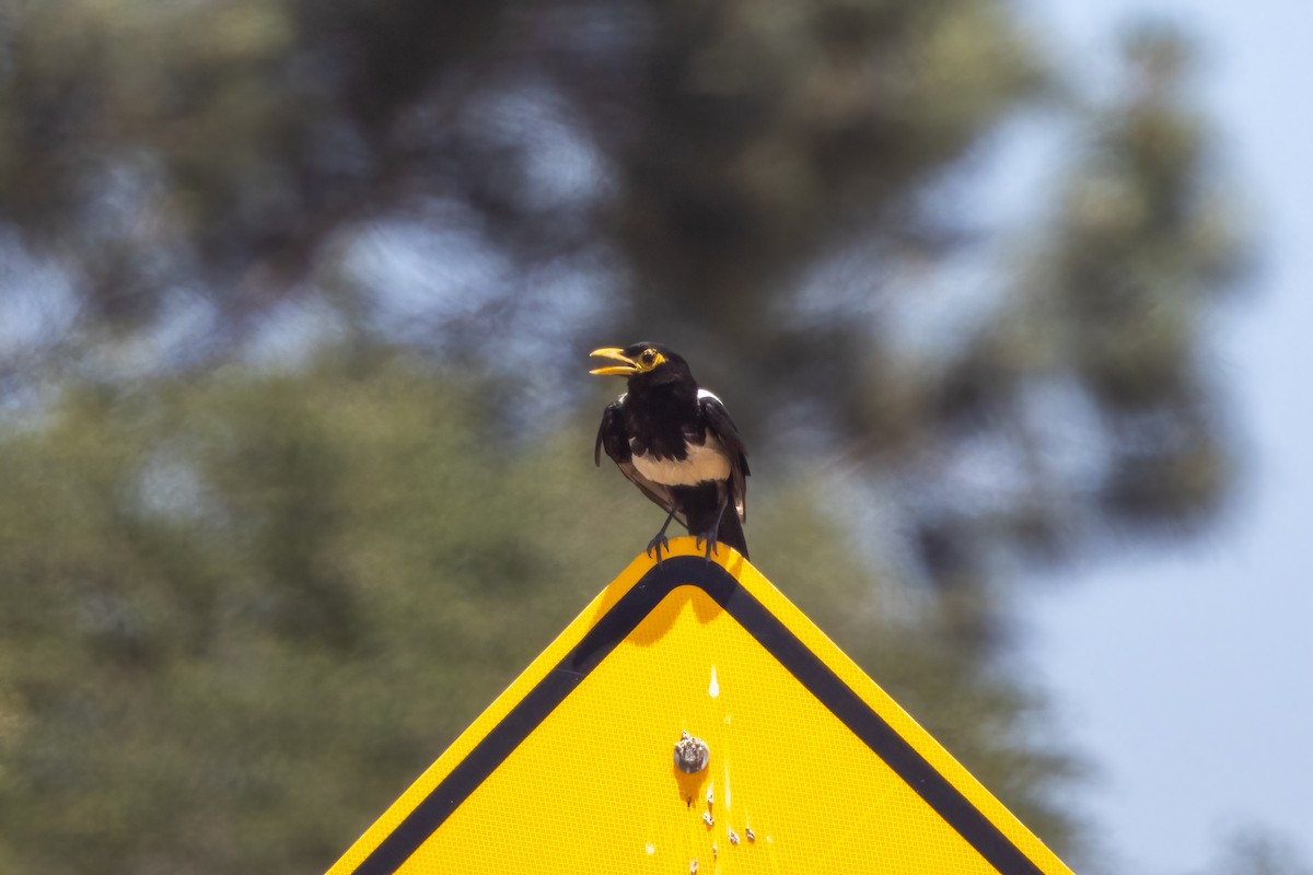 Yellow-billed Magpie - ML620764297