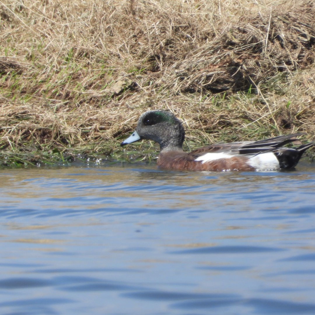 American Wigeon - ML620764300