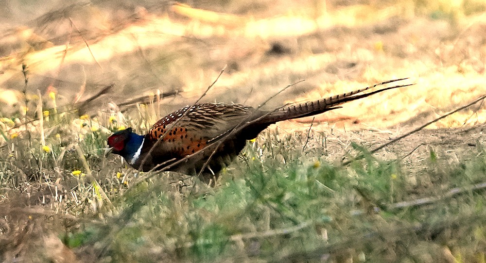 Ring-necked Pheasant - ML620764302