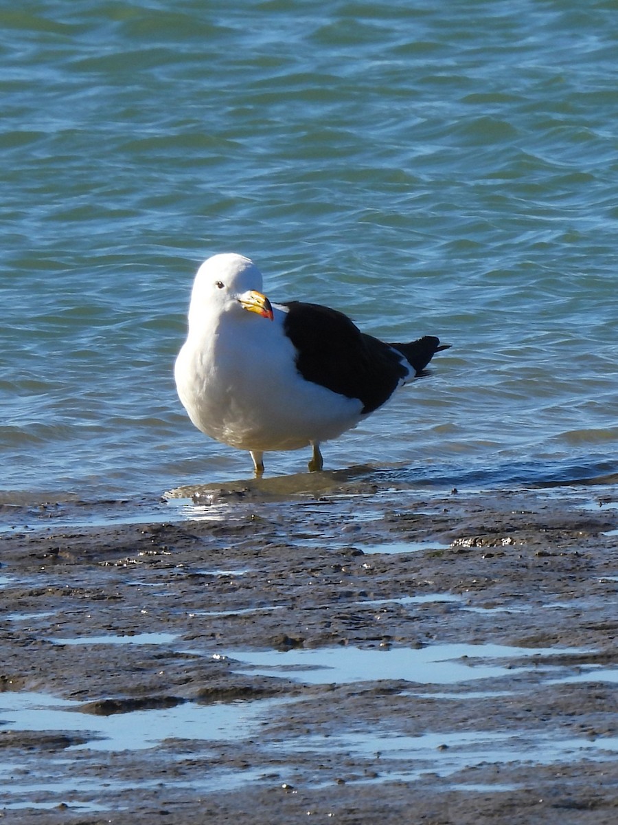 Gaviota Cangrejera - ML620764305