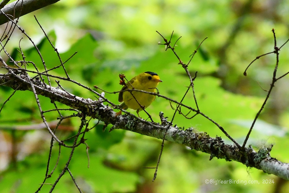 Wilson's Warbler - ML620764306